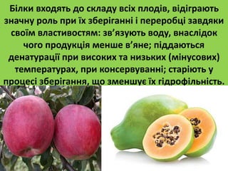 Білки входять до складу всіх плодів, відіграють 
значну роль при їх зберіганні і переробці завдяки 
своїм властивостям: зв’язують воду, внаслідок 
чого продукція менше в’яне; піддаються 
денатурації при високих та низьких (мінусових) 
температурах, при консервуванні; старіють у 
процесі зберігання, що зменшує їх гідрофільність. 
 
