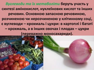 Вуглеводи та їх метаболіти беруть участь у 
синтезі амінокислот, нуклеїнових кислот та інших 
речовин. Основною запасною речовиною, 
розчиненою чи нерозчиненою у клітинному соці, 
є вуглеводи – крохмаль і цукри: в картоплі і бататі 
– крохмаль, а в інших овочах і плодах – цукри 
(переважно моносахариди). 
 