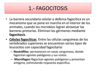 1.- FAGOCITOSIS 
• La barrera secundaria celular o defensa fagocítica es un 
mecanismo que se pone en marcha en el interior de los 
animales, cuando los microbios logran atravesar las 
barreras primarias. Eliminan los gérmenes mediante 
fagocitosis. 
• Células fagocíticas. Entre las células sanguíneas de los 
vertebrados superiores se encuentran varios tipos de 
leucocitos con capacidad fagocitaria: 
– Neutrófilos: permanecen en vasos sanguíneos, donde 
fagocitan agentes patógenos y sus restos. 
– Macrófagos: fagocitan agentes patógenos y presentan 
antígeno, estimulando respuesta específica. 
 