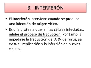 3.- INTERFERÓN 
• El interferón interviene cuando se produce 
una infección de origen vírico. 
• Es una proteína que, en las células infectadas, 
inhibe el proceso de traducción. Por tanto, al 
impedirse la traducción del ARN del virus, se 
evita su replicación y la infección de nuevas 
células. 
 