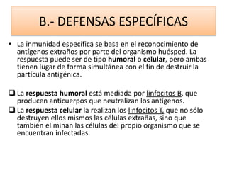 B.- DEFENSAS ESPECÍFICAS 
• La inmunidad específica se basa en el reconocimiento de 
antígenos extraños por parte del organismo huésped. La 
respuesta puede ser de tipo humoral o celular, pero ambas 
tienen lugar de forma simultánea con el fin de destruir la 
partícula antigénica. 
 La respuesta humoral está mediada por linfocitos B, que 
producen anticuerpos que neutralizan los antígenos. 
 La respuesta celular la realizan los linfocitos T, que no sólo 
destruyen ellos mismos las células extrañas, sino que 
también eliminan las células del propio organismo que se 
encuentran infectadas. 
 