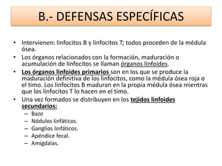 B.- DEFENSAS ESPECÍFICAS 
• Intervienen: linfocitos B y linfocitos T; todos proceden de la médula 
ósea. 
• Los órganos relacionados con la formación, maduración o 
acumulación de linfocitos se llaman órganos linfoides. 
• Los órganos linfoides primarios son en los que se produce la 
maduración definitiva de los linfocitos, como la médula ósea roja o 
el timo. Los linfocitos B maduran en la propia médula ósea mientras 
que los linfocitos T lo hacen en el timo. 
• Una vez formados se distribuyen en los tejidos linfoides 
secundarios: 
– Bazo 
– Nódulos linfáticos. 
– Ganglios linfáticos. 
– Apéndice fecal. 
– Amigdalas. 
 