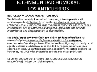 B.1.-INMUNIDAD HUMORAL. 
LOS ANTICUERPOS 
RESPUESTA MEDIADA POR ANTICUERPOS 
También denominada inmunidad humoral, esta respuesta está 
mediada por los linfocitos B, los cuales no atacan directamente al 
antígeno sino que producen unas moléculas específicas denominadas 
anticuerpos, que se enfrentan al antígeno, activando una serie de 
mecanismos que desencadenan su destrucción. 
Los anticuerpos son proteínas que deben su denominación a su 
capacidad para reconocer de forma específica a los antígenos o 
cuerpos extraños al organismo. El nombre de antígeno para designar al 
agente extraño es debido a su capacidad para generar anticuerpos 
contra sí mismo. Los anticuerpos son especialmente activos contra las 
bacterias, los virus y las sustancias tóxicas que éstos producen. 
La unión anticuerpo- antígeno facilita a las células fagocitarias 
(macrófagos) la digestión del antígeno. 
 