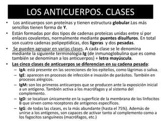 LOS ANTICUERPOS. CLASES 
• Los anticuerpos son proteínas y tienen estructura globular.Los más 
sencillos tienen forma de Y. 
• Están formadas por dos tipos de cadenas proteicas unidas entre sí por 
enlaces covalentes, normalmente mediante puentes disulfuros. En total 
son cuatro cadenas polipeptídicas, dos ligeras y dos pesadas. 
• Se pueden agrupar en varias clases. A cada clase se le denomina 
mediante la siguiente terminología:Ig (de inmunoglobulina que es como 
también se denominan a los anticuerpos) + letra mayúscula. 
• Las cinco clases de anticuerpos se diferencian en su cadena pesada: 
– IgA: está presente en las secreciones de los epitelios, como lágrimas o saliva. 
– IgE: aparecen en procesos de infección e invasión de parásitos. También en 
procesos alérgicos. 
– IgM: son los primeros anticuerpos que se producen ante la exposición inicial 
a un antígeno. También activa a los macrófagos y al sistema del 
complemento. 
– IgD: se localizan únicamente en la superficie de la membrana de los linfocitos 
B que sirven como receptores de antígenos específicos. 
– IgG: de todas las clases, es la más abundante (hasta el 75%). Además de 
unirse a los antígenos, son capaces de activar tanto al complemento como a 
los fagocitos sanguíneos (macrófagos, etc.) 
 