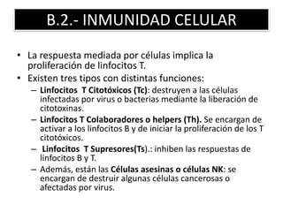 B.2.- INMUNIDAD CELULAR 
• La respuesta mediada por células implica la 
proliferación de linfocitos T. 
• Existen tres tipos con distintas funciones: 
– Linfocitos T Citotóxicos (Tc): destruyen a las células 
infectadas por virus o bacterias mediante la liberación de 
citotoxinas. 
– Linfocitos T Colaboradores o helpers (Th). Se encargan de 
activar a los linfocitos B y de iniciar la proliferación de los T 
citotóxicos. 
– Linfocitos T Supresores(Ts).: inhiben las respuestas de 
linfocitos B y T. 
– Además, están las Células asesinas o células NK: se 
encargan de destruir algunas células cancerosas o 
afectadas por virus. 
 