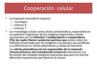 Cooperación celular 
• La respuesta inmunitaria requiere: 
– macrófagos. 
– Linfocitos B. 
– Linfocitos T 
• Los macrófagos actúan como células presentadoras, exponiendo en 
su superficie fragmentos de los antígenos fagocitados, siendo 
reconocidos por los linfocitos T colaboradores o cooperadores 
(Th), los cuales liberan sustancias químicas que actúan sobre los 
linfocitos B (activados por los antígenos circulantes), que proliferan 
y se diferencian en células plasmáticas y células de memoria. 
Las células plasmáticas son las responsables de la respuesta 
inmune primaria, con la producción masiva de anticuerpos y la 
formación del complejo antígeno-anticuerpo que pone en marcha 
diferentes mecanismos para destruir al invasor. 
 