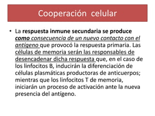 Cooperación celular 
• La respuesta inmune secundaria se produce 
como consecuencia de un nuevo contacto con el 
antígeno que provocó la respuesta primaria. Las 
células de memoria serán las responsables de 
desencadenar dicha respuesta que, en el caso de 
los linfocitos B, inducirán la diferenciación de 
células plasmáticas productoras de anticuerpos; 
mientras que los linfocitos T de memoria, 
iniciarán un proceso de activación ante la nueva 
presencia del antígeno. 
 