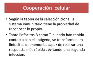 Cooperación celular 
• Según la teoría de la selección clonal, el 
sistema inmunitario tiene la propiedad de 
reconocer lo propio. 
• Tanto linfocitos B como T, cuando han tenido 
contacto con el antígeno, se transforman en 
linfocitos de memoria, capaz de realizar una 
respuesta más rápida , evitando una segunda 
infección. 
 