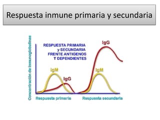 Respuesta inmune primaria y secundaria 
 