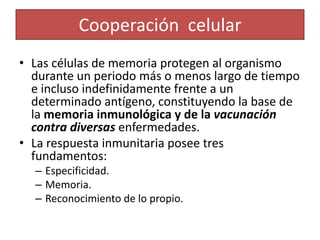 Cooperación celular 
• Las células de memoria protegen al organismo 
durante un periodo más o menos largo de tiempo 
e incluso indefinidamente frente a un 
determinado antígeno, constituyendo la base de 
la memoria inmunológica y de la vacunación 
contra diversas enfermedades. 
• La respuesta inmunitaria posee tres 
fundamentos: 
– Especificidad. 
– Memoria. 
– Reconocimiento de lo propio. 
 
