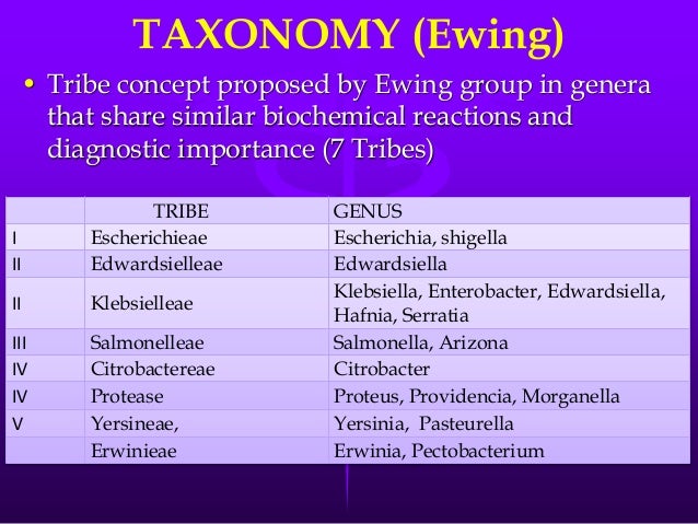 16. enterobacteriaceae