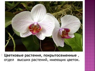  Цветковые растения, покрытосеменные ,
отдел высших растений, имеющих цветок.
 