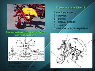 1 – опірне колесо;
2 – леміш;
3 – ротор;
4 – пальці ротора;
5 – кожух;
6 – механізм агрегатування.
Картоплекопач КТН-1Б:Картоплекопач КТН-1Б:
Технологічний процес роботиТехнологічний процес роботи
картоплекопачакартоплекопача
1 – леміш;
2 – ротор з пальцями.
 