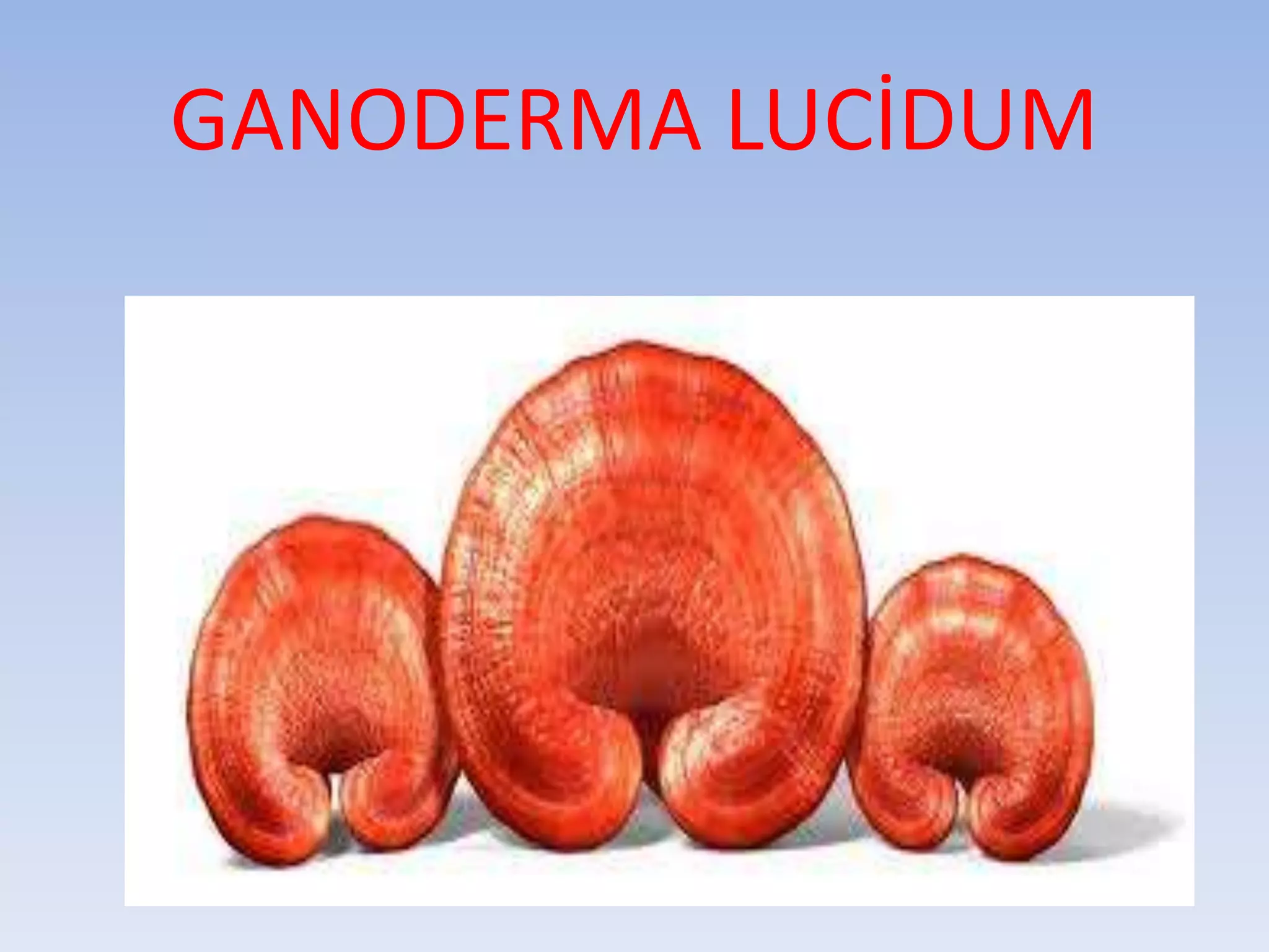GANODERMA LUCİDUM
 