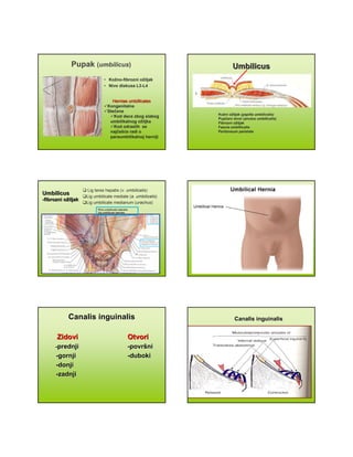 Pupak (umbilicus)
• Kožno-fibrozni ožiljak
• Nivo diskusa L3-L4
Herniae umbillicalesHerniae umbillicales
Kongenitalne
Stečene
Kod dece zbog slabog
umbilikalnog ožiljka
Kod odraslih se
najčešće radi o
paraumbilikalnoj herniji
UmbilicusUmbilicus
Kožni ožiljak (papilla umbilicalis)
Pupčani otvor (anulus umbilicalis)
Fibrozni ožiljak
Fascia umbillicalis
Peritoneum parietale
UmbilicusUmbilicus
--fibrozni ofibrozni ožžiljakiljak
Lig teres hepatis (v. umbilicalis)
Lig umbilicale mediale (a. umbilicalis)
Lig umbilicale medianum (urachus)
Plica umbilicalis lateralis
(lig umbilicale laterale)
Canalis inguinalisCanalis inguinalis
ZidoviZidovi OtvoriOtvori
--prednjiprednji --povrpovrššnini
--gornjigornji --dubokiduboki
--donjidonji
--zadnjizadnji
Canalis inguinalisCanalis inguinalis
 