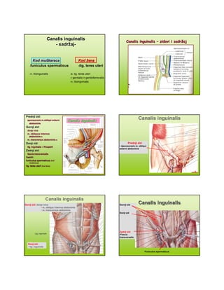 Canalis inguinalisCanalis inguinalis
-- ssadradržžajaj--
Kod muKod mušškaracakaraca KodKod žženaena
-funiculus spermaticus -lig. teres uteri
-n. ilioinguinalis -a. lig. teres uteri
-r genitalis n genitofemoralis
-n. Ilioingvinalis
Canalis inguinalisCanalis inguinalis –– zidovi i sadrzidovi i sadržžajaj
Prednji zid:Prednji zid:
aponeurosisaponeurosis m.obliqui externim.obliqui externi
abdominisabdominis
Gornji zid:Gornji zid:
donje ivicedonje ivice
m. obliquus internusm. obliquus internus
abdominisabdominis--aa
m. transversus abdominism. transversus abdominis--aa
Donji zid:Donji zid:
lig. inguinalelig. inguinale –– PoupartiPouparti
Zadnji zid:Zadnji zid:
fascia transversalisfascia transversalis
SadrSadržži:i:
funiculus spermaticusfuniculus spermaticus (kod(kod
mumušškaraca)karaca)
lig. teres uterilig. teres uteri (kod(kod žžena)ena)
CanalisCanalis inguinalisinguinalis
Canalis inguinalis
Prednji zid:
• Aponeurosis m. obliqui
externi abdominis
Canalis inguinalis
Gornji zid: donje ivice
• m. obliqus internus abdominis
• m. transversus abdominis
Donji zid:
• lig. inguinale
Lig. inguinale
Canalis inguinalisCanalis inguinalisGornji zid
Donji zid
Zadnji zid:
•Fascia
transversalis
Funiculus spermaticus
 