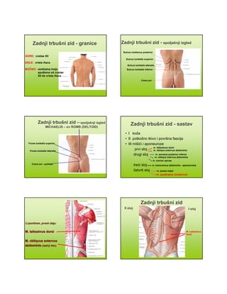 Zadnji trbušni zid - granice
GORE: costae XII
DOLE: crista iliaca
BOČNO: vertikalna linija
spuštena od costae
XII do crista iliaca
Zadnji trbušni zid - spoljašnji izglad
Sulcus medianus posterior
Sulcus lumbalis superior
Sulcus lumbalis lateralis
Sulcus lumbalis inferior
Crena ani
Zadnji trbušni zid – spoljašnji izgled
MICHAELIS – ov ROMB (DELTOID)
Fovea lumbalis superior
Fovea lumbalis lateralis
Crena ani - početak
Zadnji trbušni zid - sastav
• I koža
• II potkožno tkivo i površna fascija
• III mišići i aponeuroze
prvi sloj
drugi sloj
treći sloj
četvrti sloj
m. latissimus dorsi
m. obliqus externus abdominis
m. serratus posterior inferior
m. obliqus internus abdominis
m. erector spinae
m. transversus abdominis - aponeurosis
m. psoas major
m. quadratus lumborum
U povrU površšnom, prvom sloju:nom, prvom sloju:
M. latissimus dorsiM. latissimus dorsi
M. obliquus externusM. obliquus externus
abdominisabdominis (zadnji deo)(zadnji deo)
Zadnji trbušni zid
II sloj I sloj
M. Latissimus
dorsi
 