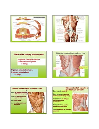Fascia thoracolumbalisFascia thoracolumbalis
Slabe taSlabe taččke zadnjeg trbuke zadnjeg trbuššnog zidanog zida
Trigonum lumbale inferius s.Trigonum lumbale inferius s.
Trigonum lumbale PetTrigonum lumbale Petttitit
u Iu I slojusloju
Trigonum lumbale superius s.Trigonum lumbale superius s.
QuadrilaterumQuadrilaterum GrynfelltGrynfellt
u IIu II slojusloju
Slabe tačke zadnjeg trbušnog zida
Trigonum lumbale
superius
Trigonum lumbale
Inferius
SpoljaSpolja -- m. obliquusm. obliquus externusexternus
abdominisabdominis (zadnja ivica)(zadnja ivica)
UnutraUnutra -- m. latissimus dorsim. latissimus dorsi
(spolja(spoljaššnja ivica)nja ivica)
DoleDole -- crista iliacacrista iliaca
DnoDno -- m. obliquus internusm. obliquus internus
abdominisabdominis
Trigonum lumbaleTrigonum lumbale inferiusinferius s. trigonums. trigonum –– PetitPetit
Gore i spoljaGore i spolja:: costa XIIcosta XII
Gore i unutraGore i unutra:: m. serratusm. serratus
posterior inferior (donja ivica)posterior inferior (donja ivica)
Dole i spoljaDole i spolja:: m. obliquusm. obliquus
IntInternusernus abdominisabdominis
(zadnja ivica)(zadnja ivica)
Dole i unutraDole i unutra:: m. erectorm. erector
spinae (unutraspinae (unutraššnja ivica)nja ivica)
DnoDno:: aponeurosis m. transversiaponeurosis m. transversi
abdabdominisominis
Trigonum lumbale superius s.Trigonum lumbale superius s.
QuadrilaterumQuadrilaterum GrynfelltGrynfellt
 