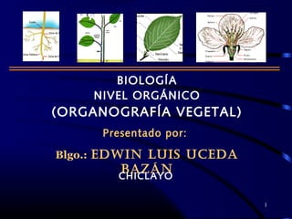 BIOLOGÍA
NIVEL ORGÁNICO
(ORGANOGRAFÍA VEGETAL)
Presentado por:
Blgo.: EDWIN LUIS UCEDA
BAZÁN
CHICLAYO
1
 