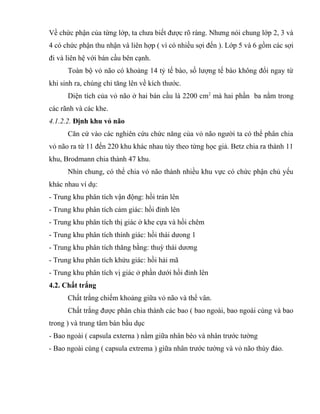 Về chức phận của từng lớp, ta chưa biết được rõ ràng. Nhưng nói chung lớp 2, 3 và
4 có chức phận thu nhận và liên hợp ( vì có nhiều sợi đến ). Lớp 5 và 6 gồm các sợi
đi và liên hệ với bán cầu bên cạnh.
Toàn bộ vỏ não có khoảng 14 tỷ tế bào, số lượng tế bào không đổi ngay từ
khi sinh ra, chúng chỉ tăng lên về kích thước.
Diện tích của vỏ não ở hai bán cầu là 2200 cm2
mà hai phần ba nằm trong
các rãnh và các khe.
4.1.2.2. Định khu vỏ não
Căn cứ vào các nghiên cứu chức năng của vỏ não người ta có thể phân chia
vỏ não ra từ 11 đến 220 khu khác nhau tùy theo từng học giả. Betz chia ra thành 11
khu, Brodmann chia thành 47 khu.
Nhìn chung, có thể chia vỏ não thành nhiều khu vực có chức phận chủ yếu
khác nhau ví dụ:
- Trung khu phân tích vận động: hồi trán lên
- Trung khu phân tích cảm giác: hồi đỉnh lên
- Trung khu phân tích thị giác ở khe cựa và hồi chêm
- Trung khu phân tích thính giác: hồi thái dưong 1
- Trung khu phân tích thăng bằng: thuỳ thái dương
- Trung khu phân tích khứu giác: hồi hải mã
- Trung khu phân tích vị giác ở phần dưới hồi đỉnh lên
4.2. Chất trắng
Chất trắng chiếm khoảng giữa vỏ não và thể vân.
Chất trắng được phân chia thành các bao ( bao ngoài, bao ngoài cùng và bao
trong ) và trung tâm bán bầu dục
- Bao ngoài ( capsula externa ) nằm giữa nhân bèo và nhân trước tường
- Bao ngoài cùng ( capsula extrema ) giữa nhân trước tường và vỏ não thùy đảo.
 