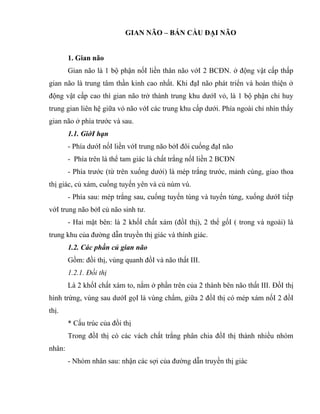 GIAN NÃO – BÁN CẦU ĐẠI NÃO
1. Gian não
Gian não là 1 bộ phận nốI liền thân não vớI 2 BCĐN. ở động vật cấp thấp
gian não là trung tâm thần kinh cao nhất. Khi đạI não phát triển và hoàn thiện ở
động vật cấp cao thì gian não trở thành trung khu dướI vỏ, là 1 bộ phận chỉ huy
trung gian liên hệ giữa vỏ não vớI các trung khu cấp dưới. Phía ngoài chỉ nhìn thấy
gian não ở phía trước và sau.
1.1. GiớI hạn
- Phía dướI nốI liền vớI trung não bởI đôi cuống đạI não
- Phía trên là thể tam giác là chất trắng nốI liền 2 BCĐN
- Phía trước (từ trên xuống dưới) là mép trắng trước, mảnh cùng, giao thoa
thị giác, củ xám, cuống tuyến yên và củ núm vú.
- Phía sau: mép trắng sau, cuống tuyến tùng và tuyến tùng, xuống dướI tiếp
vớI trung não bởI củ não sinh tư.
- Hai mặt bên: là 2 khốI chất xám (đồI thị), 2 thể gốI ( trong và ngoài) là
trung khu của đường dẫn truyền thị giác và thính giác.
1.2. Các phần củ gian não
Gồm: đồi thị, vùng quanh đồI và não thất III.
1.2.1. Đồi thị
Là 2 khốI chất xám to, nằm ở phần trên của 2 thành bên não thất III. ĐồI thị
hình trứng, vùng sau dướI gọI là vùng chẩm, giữa 2 đồI thị có mép xám nốI 2 đồI
thị.
* Cấu trúc của đồi thị
Trong đồI thị có các vách chất trắng phân chia đồI thị thành nhiều nhóm
nhân:
- Nhóm nhân sau: nhận các sợi của đường dẫn truyền thị giác
 
