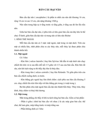 BÁN CẦU ĐẠI NÃO
Bán cầu đại não ( encephalon ) là phần to nhất của não dài khoảng 16 cm,
rộng 14 cm và cao 12 cm, cân nặng khoảng 1360 g.
Não nằm trong hộp sọ ở tầng trước và tầng giữa, ở tầng sau đè lên lều tiểu
não.
Giữa hai bán cầu đại não, ở phía trên có khe gian bán cầu mà đáy khe là thể
chai. Ở dưới, giữa bán cầu đại não và trung não có khe não Bichat
1. HÌNH THỂ NGOÀI
Mỗi bán cầu đại não có 3 mặt: mặt ngoài, mặt trong và mặt dưới. Trên các
mặt có nhiều khe, rãnh phân chia ra các thùy não, mỗi thùy lại được phân chia
thành nhiều hồi.
1.1. Mặt ngoài
Có 3 khe:
- Khe bên ( sulcus lateralis ) hay khe Sylvius: bắt đầu từ mặt dưới não chạy
chếch lên trên và ra sau đến chỗ nối 1/3 giữa với 1/3 sau của bán cầu. Khe bên rất
sâu, nên khi tách rộng ra thì thấy đáy khe là thùy đảo.
- Khe trung tâm ( sulcus centralis ) hay khe Rolando: Từ giữa phía trên của
bán cầu chếch xuống dưới, ra trước.
- Khe thẳng góc ngoài hay khe đỉnh chẩm: cách phía sau bán cầu khoảng 5
cm. chạy chếch lên trên liên tiếp với khe thẳng góc trong ( ở mặt trong ).
Ba khe phân chia mặt ngoài bán cầu đại não thành bốn thùy: Thùy trán, thùy
đỉnh, thùy chẩm và thuỳ thái dương.
1.2. Mặt trong
Mặt trong phẳng chỉ thấy rõ khi ta tách riêng hai bán cầu. Gồm có hai phần:
- Phần ở giữa ( dính hai bán cầu với nhau ) là các mép gian bán cầu: thể
chai, thể tam giác, mép trắng trước và mép trắng sau
- Phần không dính có 3 khe:
 
