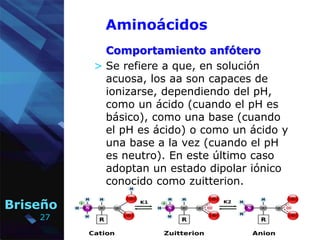 27
Briseño
Aminoácidos
Comportamiento anfótero
> Se refiere a que, en solución
acuosa, los aa son capaces de
ionizarse, de...