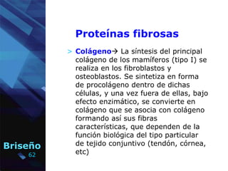 62
Briseño
Proteínas fibrosas
> Colágeno La síntesis del principal
colágeno de los mamíferos (tipo I) se
realiza en los f...