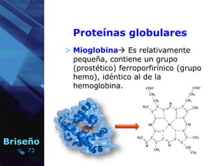 73
Briseño
Proteínas globulares
> Mioglobina Es relativamente
pequeña, contiene un grupo
(prostético) ferroporfirínico (g...