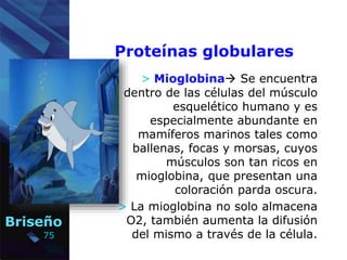 75
Briseño
Proteínas globulares
> Mioglobina Se encuentra
dentro de las células del músculo
esquelético humano y es
espec...