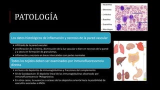 PATOLOGÍA
Los datos histológicos de inflamación y necrosis de la pared vascular
• infiltrado de la pared vascular:
• proliferación de la íntima, disminución de la luz vascular o bien en necrosis de la pared
y a veces en formación de granulomas.
• inflamación y necrosis en áreas intercaladas con partes normales
Todos los tejidos deben ser examinados por inmunofluorescencia
directa
• en busca de depósitos de inmunoglobulinas y fracciones del complemento.
• SX de Goodpasture: El depósito lineal de las inmunoglobulinas observado por
inmunofluorescencia diagnóstico.
• En otros casos, la ausencia o escasez de los depósitos orienta hacia la posibilidad de
vasculitis asociadas a ANCA.
 