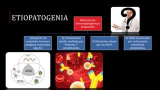 ETIOPATOGENIA Mecanismos
inmunopatogénicos
propuestos
1)Depósito de
complejos inmunes
antígeno-anticuerpo
(Ag-Ac)
2) Citotoxicidad
celular mediada por
linfocitos T
sensibilizados
3) Activación celular
por los ANCA
4) Daño ocasionado
por anticuerpos
anticélulas
endoteliales.
 