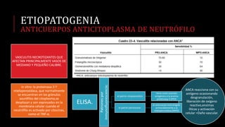 ANCA reacciona con su
antígeno ocasionando
desgranulación,
liberación de oxígeno
reactivo,enzimas
líticas y activación
celular =Daño vascular.
ELISA. Patronespor
inmunofluorescencia:
el patrón citoplasmático
tiene como sustrato
antigénico a la enzima
proteinasa-3 (PR3)
el patrón perinuclear.
el anticuerpo está dirigido
primordialmente a la
mieloperoxidasa (MPO)
ETIOPATOGENIA
ANTICUERPOS ANTICITOPLASMA DE NEUTRÓFILO
VASCULITIS NECROTIZANTES QUE
AFECTAN PRINCIPALMENTE VASOS DE
MEDIANO Y PEQUEÑO CALIBRE.
in vitro: la proteinasa-3 Y
mieloperoxidasa, que normalmente
se encuentran en los gránulos
azurófilos del citoplasma,se
desplazan y son expresados en la
membrana celular cuando el
neutrófilo es activado por citocinas,
como el TNF-α.
 
