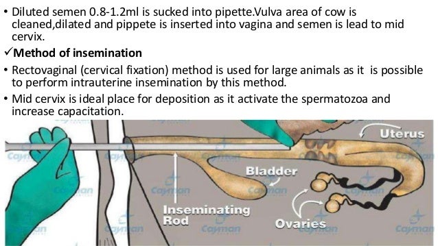 artificial insemination cattle