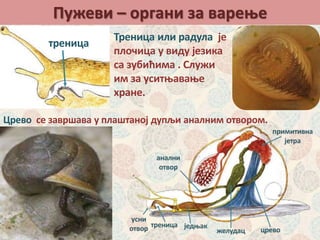 Пужеви – органи за варење
треница
Треница или радула је
плочица у виду језика
са зубићима . Служи
им за уситњавање
хране.
Црево се завршава у плаштаној дупљи аналним отвором.
 