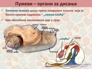 Пужеви – органи за дисање
 Копнени пужеви дишу преко површине плашта која је
богата крвним судовима – „лажна плућа“
 Крв обогаћена кисеоником иде у срце
„плућа“ срце
 