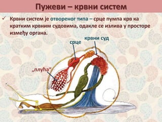 Пужеви – крвни систем
„плућа“
срце
крвни суд
 Крвни систем је отвореног типа – срце пумпа крв ка
кратким крвним судовима, одакле се излива у просторе
између органа.
 