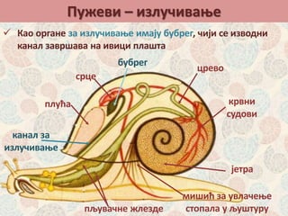 Пужеви – излучивање
 Као органе за излучивање имају бубрег, чији се изводни
канал завршава на ивици плашта
срце
бубрег
црево
крвни
судови
пљувачне жлезде
плућа
јетра
канал за
излучивање
мишић за увлачење
стопала у љуштуру
 