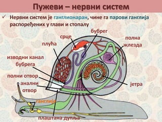 Пужеви – нервни систем
срце полна
жлезда
јетра
бубрег
изводни канал
бубрега
анални
отвор
полни отвор
плаштана дупља
плућа
 Нервни систем је ганглионаран, чине га парови ганглија
распоређених у глави и стопалу
ганглије
 