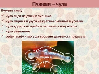 Пужеви – чула
Пужеви имају:
очи
мирис и
укус
 чуло вида на дужим пипцима
 чуло мириса и укуса на краћим пипцима и уснама
 чуло додира на краћим пипцима и под кожом
 чуло равнотеже
 орјентацију и могу да процене удаљеност предмета
 