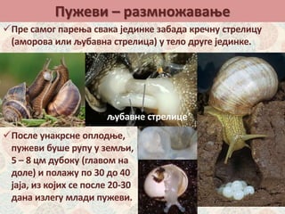 Пужеви – размножавање
Пре самог парења свака јединке забада кречну стрелицу
(аморова или љубавна стрелица) у тело друге јединке.
После унакрсне оплодње,
пужеви буше рупу у земљи,
5 – 8 цм дубоку (главом на
доле) и полажу по 30 до 40
јаја, из којих се после 20-30
дана излегу млади пужеви.
љубавне стрелице
 
