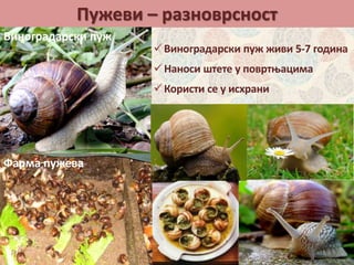 Пужеви – разноврсност
Фарма пужева
Виноградарски пуж живи 5-7 година
Наноси штете у повртњацима
Користи се у исхрани
Виноградарски пуж
 