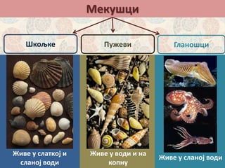 Мекушци
ГланошциШкољке
Живе у слаткој и
сланој води
Пужеви
Живе у води и на
копну
Живе у сланој води
 