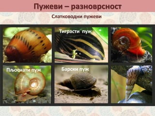 Пужеви – разноврсност
Слатководни пужеви
Барски пужПљоснати пуж
Тиграсти пуж
 
