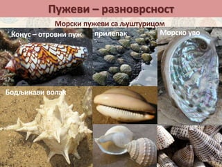Пужеви – разноврсност
Морски пужеви са љуштурицом
Конус – отровни пуж
Бодљикави волак
прилепак Морско уво
 