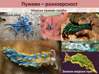 Пужеви – разноврсност
Морски пужеви голаћи
Морски змај
Зелени морски пуж
Морски зечић
 