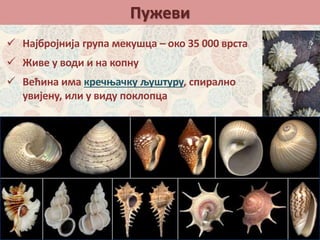  Најбројнија група мекушца – око 35 000 врста
 Живе у води и на копну
 Већина има кречњачку љуштуру, спирално
увијену, или у виду поклопца
Пужеви
 