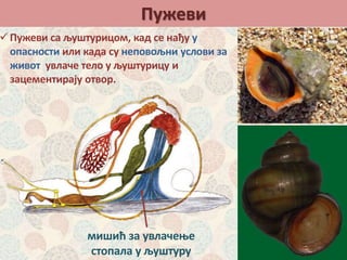 Пужеви
Пужеви са љуштурицом, кад се нађу у
опасности или када су неповољни услови за
живот увлаче тело у љуштурицу и
зацементирају отвор.
мишић за увлачење
стопала у љуштуру
 