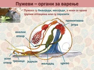 Пужеви – органи за варење
Пужева су биљоједи, месоједи, а неки се хране
трулим отпацима или су паразити
треница
усни
отвор једњак
желудац црево
примитивна
јетра
анални
отвор
 