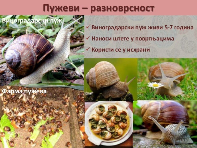 Mekusci